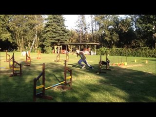 *My Magic*  Miniature American Shepherds