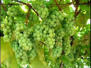 UVAS VERDES. de jose alberto sepulveda