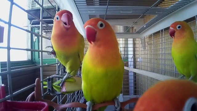 Золотистые Фишерята скрытой камерой