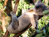 Adorable KOALA Collection KOALAS cute FUNNY enjoy!