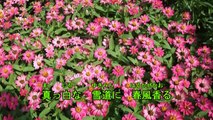 花は咲く  歌詞付き　(石川さゆり)  .mpg
