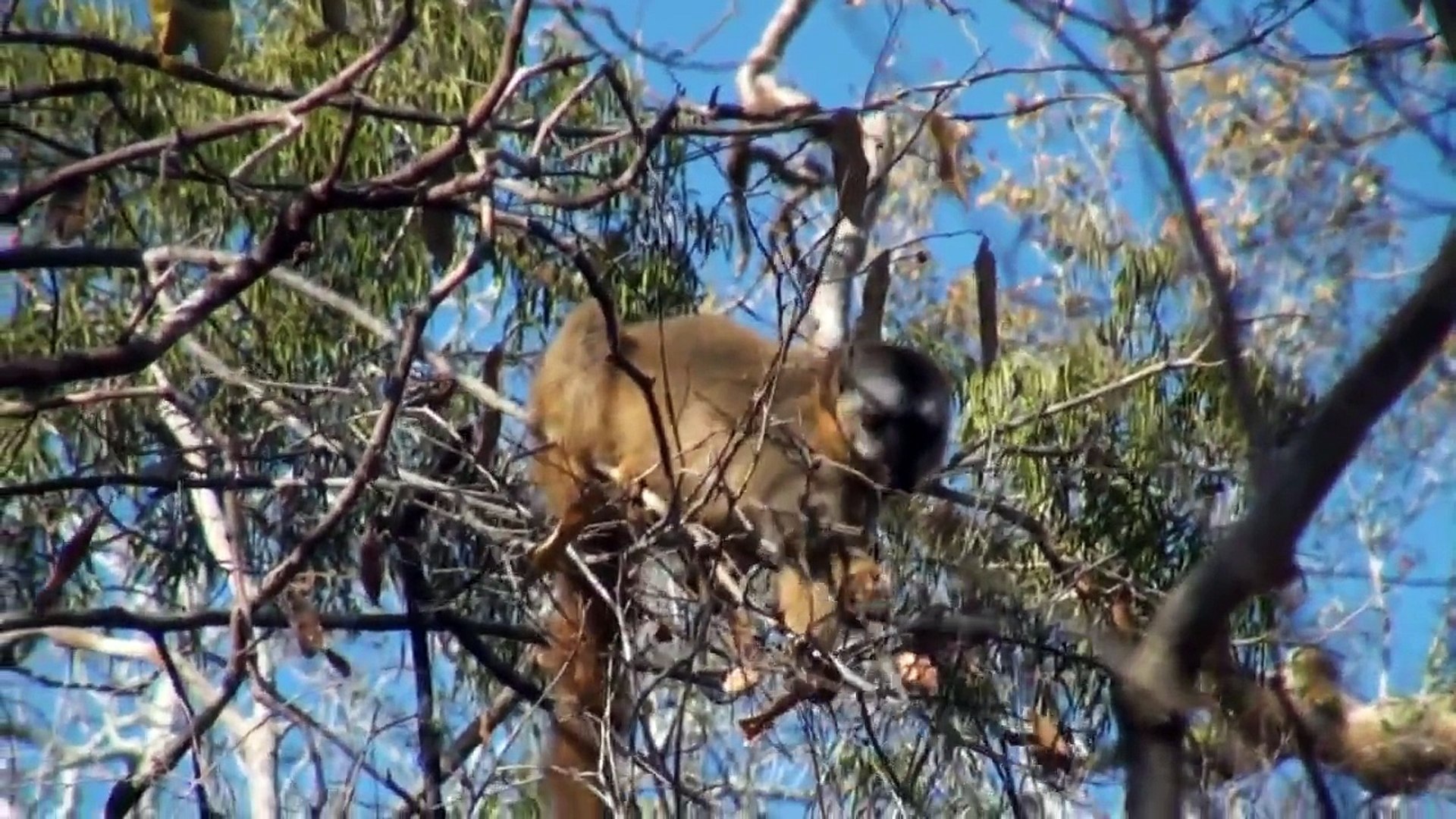 Madagaskar 2: Lemuren im Kirindy-Wald / Lemurs in Kirindy Forest
