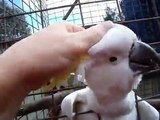 cockatoo in heat