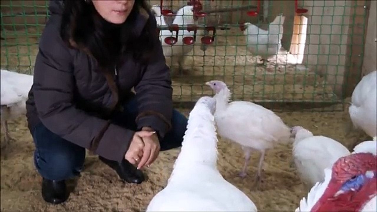 Индюки* Условия содержания*Корма*