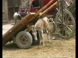 Video about Hardworking PEF Student