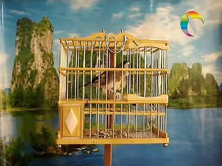 jilguero de touilila khalid  casablanca