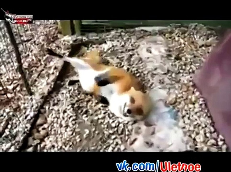 Tamed Fox