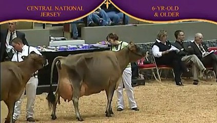 Jersey Six-Year-Old and Older Cow