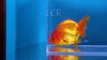 SOLD | Ranchu Goldfish for Sale *FB617