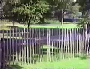 Kitten Kong - the goodies