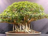 Os bonsais mais lindos, verdadeiras esculturas naturais!