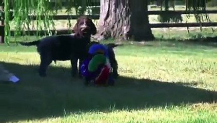 E Litter - 9.5 weeks - Griffonpoint