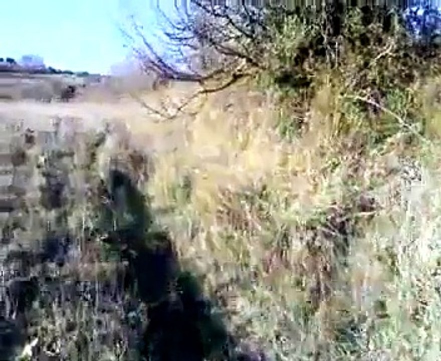 isili i miei cani