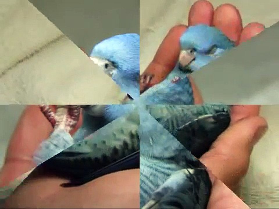 橫斑鸚鵡(Lineolated parakeet)