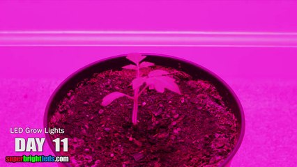 LED grow light plant grow timelapse
