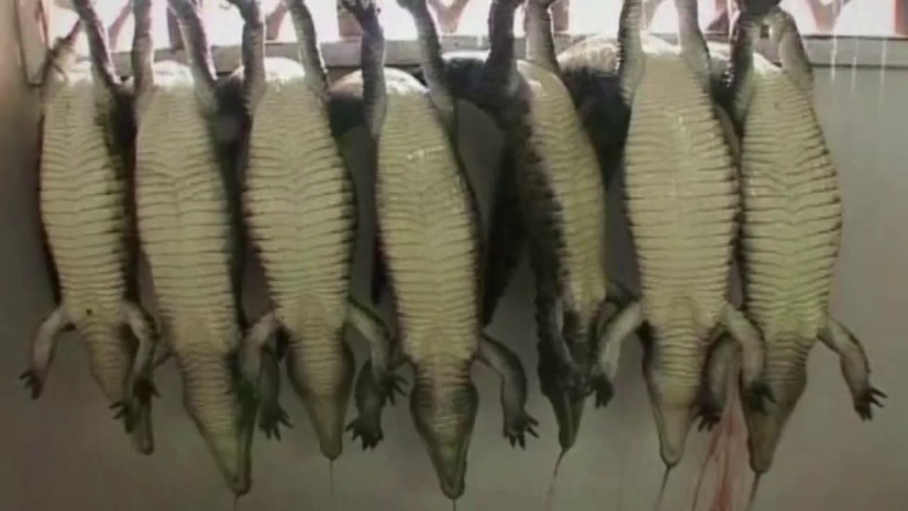 Struggling Alligators STABBED for Fashion Accessories