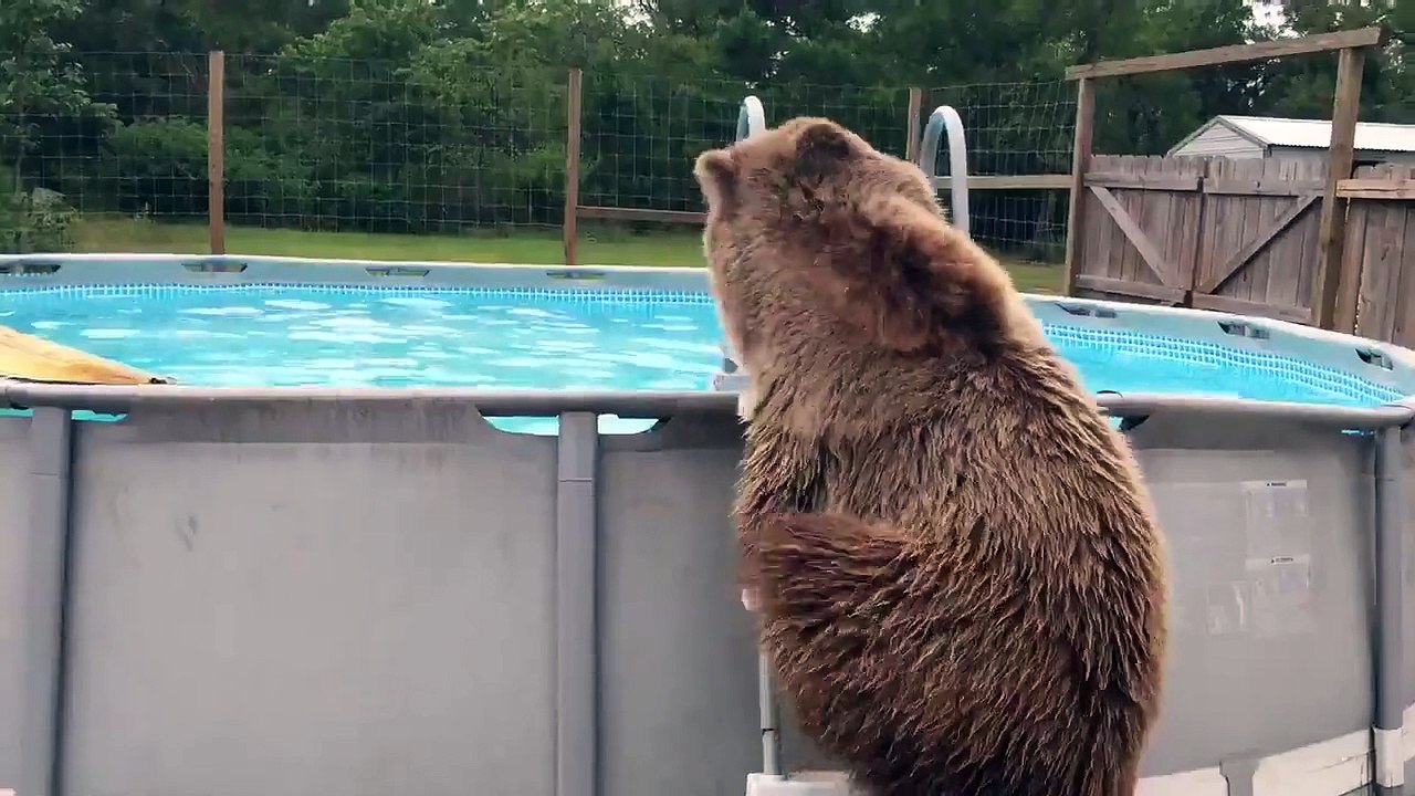Cet ours s'eclate dans la piscine !