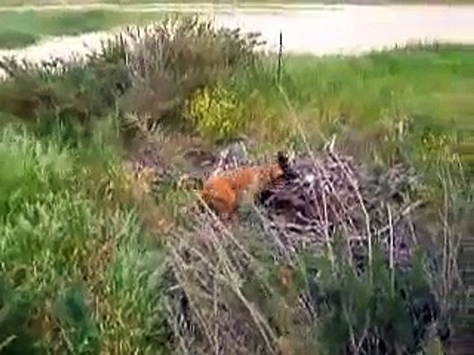 jagger from ball to explosives search