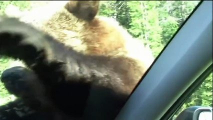 A family s incredible close up with a grizzly bear