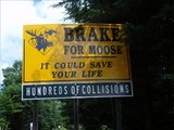 Moose Encounter Moose Alley Pittsburg, NH USA
