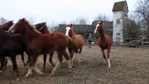 7 Fohlen vom Schlachter gerettet