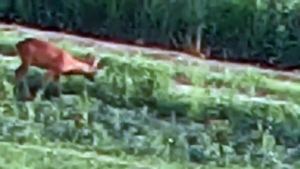 Bukkejagt 5. juni 2014 / Roebuck stalking 5th June 2014 / Chasse du brocard à l'approche