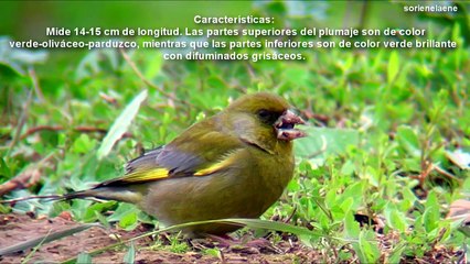 Canto de verderón carduelis Chloris