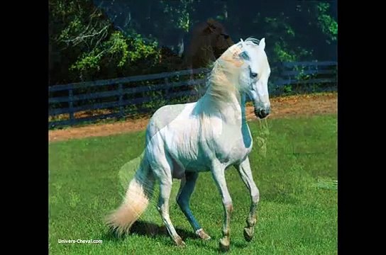 STEWBALL avec Renée Martel et Patrick Normand