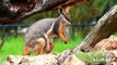 Bébé kangourou orphelin adopté par une maman Wallaby au Zoo d'Adelaide
