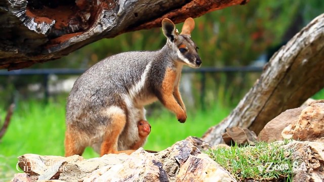 Bébé kangourou orphelin adopté par une maman Wallaby au Zoo d'Adelaide