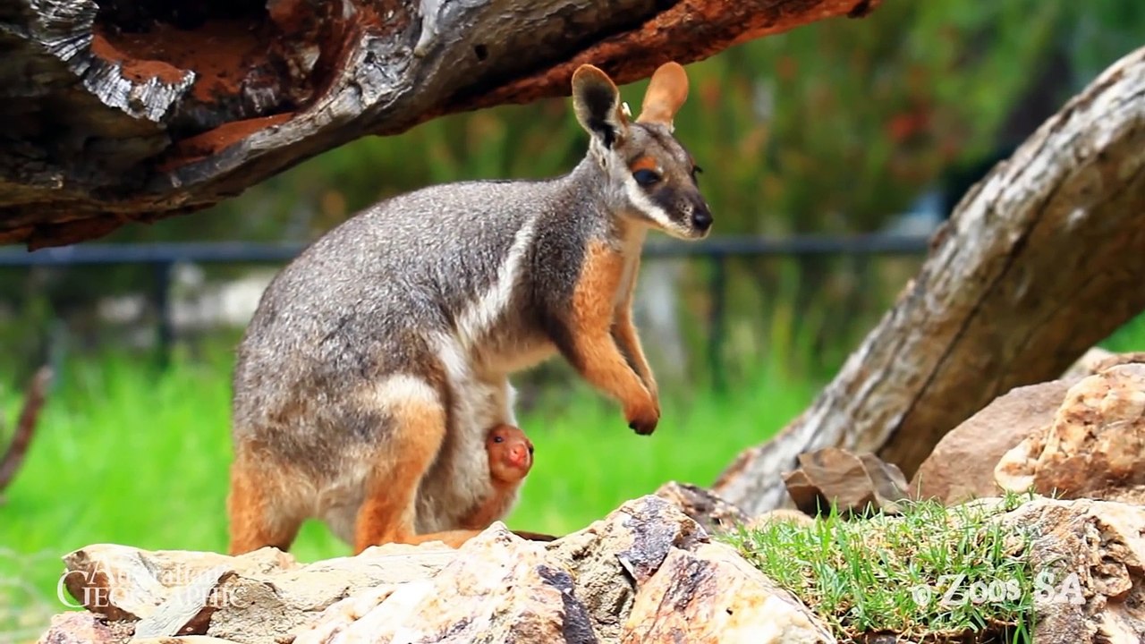 Bébé kangourou orphelin adopté par une maman Wallaby au Zoo d'Adelaide