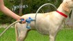 Best way to wash your dog without any bath time! Woof Washer