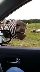 Zebra singing in front of car is hilarious in Safari Park