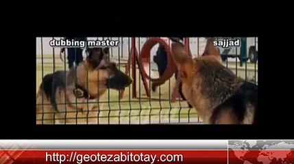 funny conversation between dogs