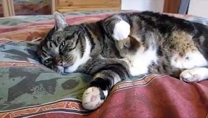 Birbirine sarılan kedi ve kuş