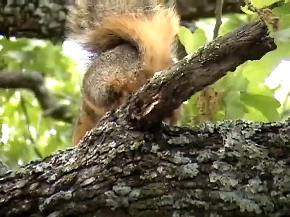 Pooping Squirrel on a branch is so cute and funny!