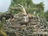 Loch of the Lowes - Male feeds female