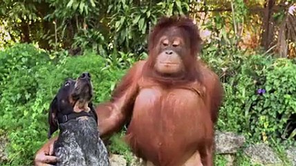 Friendship has no limits you can see in this video and would love its amazing