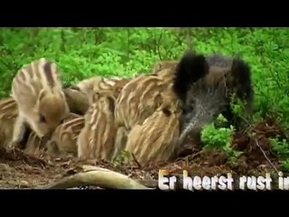 Gelderland levert je mooie"rot"streken!