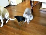 Crow Feeds Dog And Cat