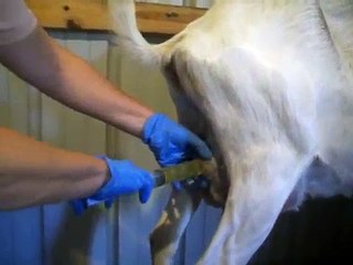 Goat with Cystic Udder (Read decription before leaving offensive comments)