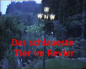 Das schlauste Tier im Revier