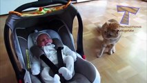 Cats and dogs react to babies   Cute animal   baby compilation