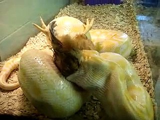 python eating  large chicken