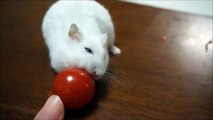 ミニトマトが転がって食べられないハムスター　Hamster can't eat cherry tomato