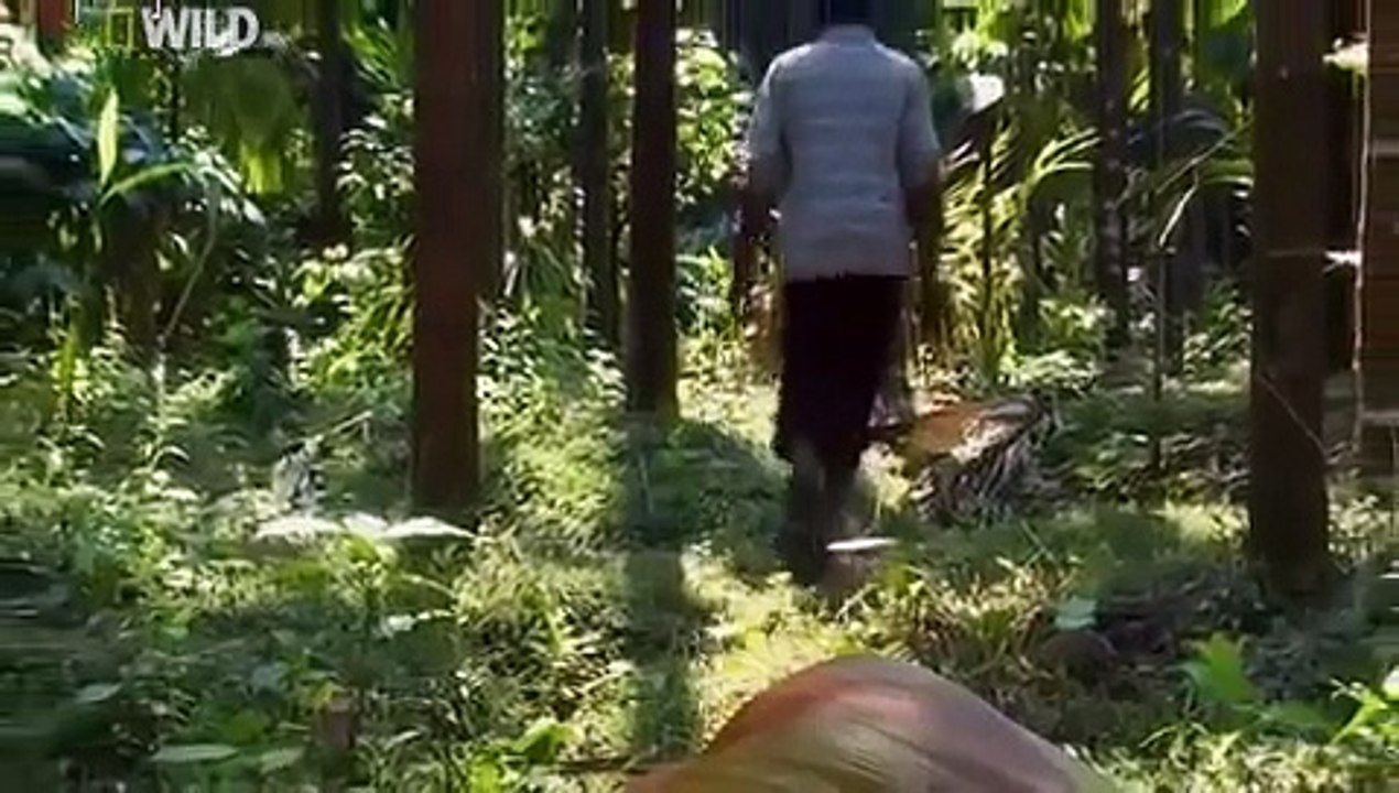 Những bí ẩn về loài rắn hổ mang chúa