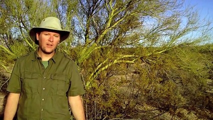 Sampling Vegetation Cover Using the Point-Intercept Method