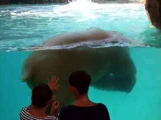 Flocke and Rasputin, The Polar Bears at Marineland, Antibes, France