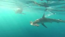 Deux plongeurs attaqué par un requin-marteau (Californie)