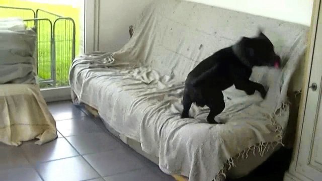 51ème vidéo Hell-Boy et ses chiots staffies de la 20ème portée de Staffordland